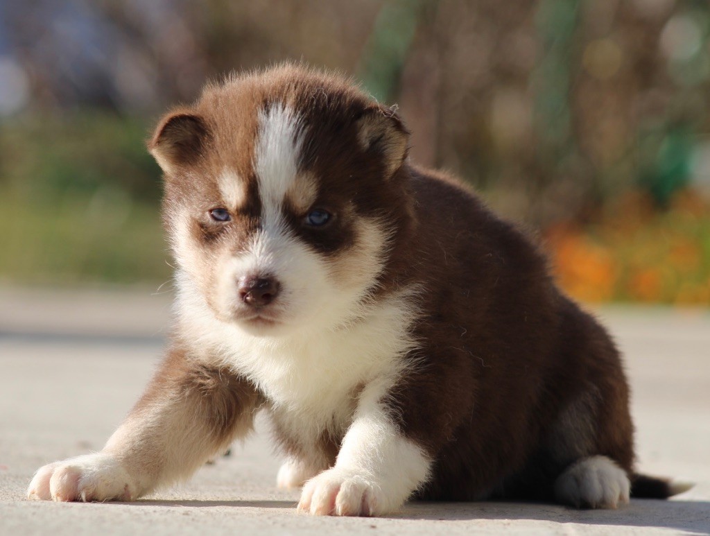 De La Tendre Puissance - Chiot disponible  - Siberian Husky