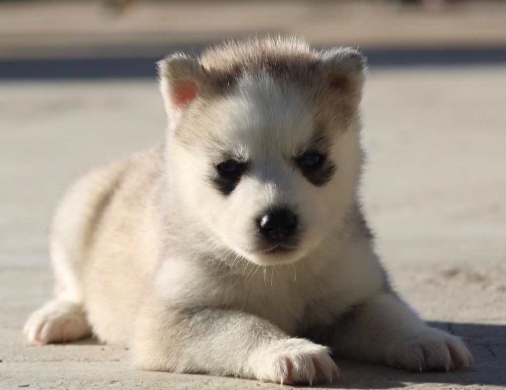 De La Tendre Puissance - Chiot disponible  - Siberian Husky