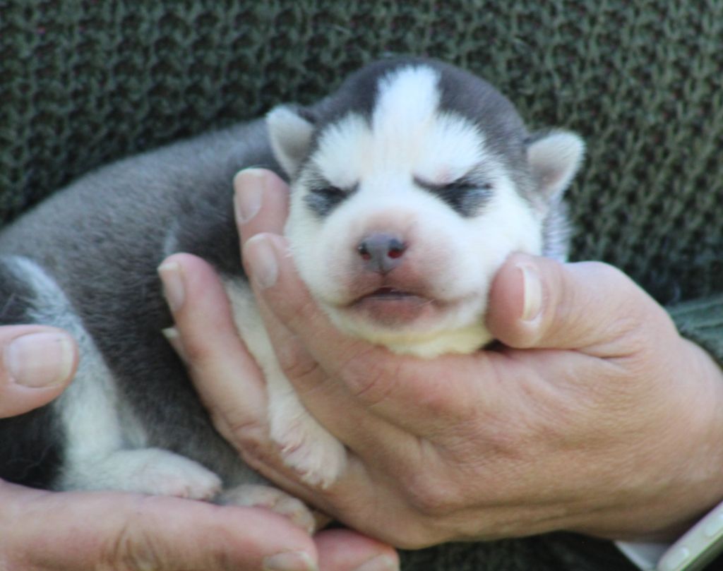 De La Tendre Puissance - Chiot disponible  - Siberian Husky