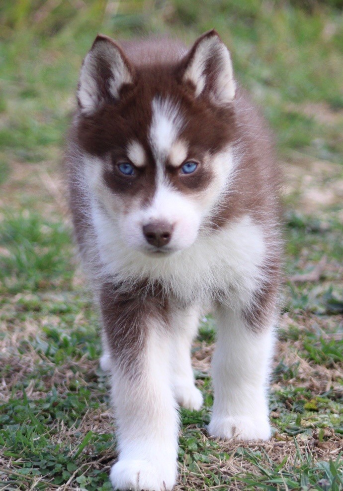 De La Tendre Puissance - Chiot disponible  - Siberian Husky