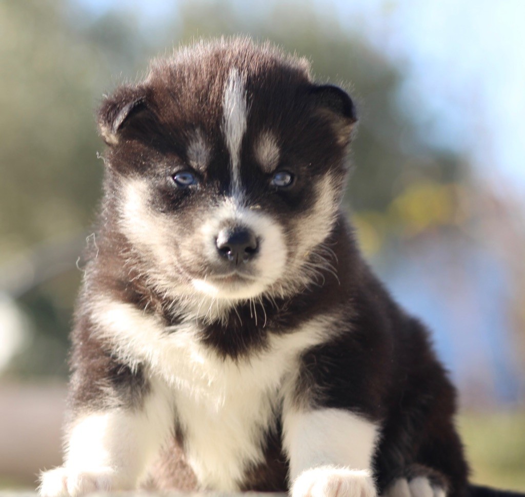 De La Tendre Puissance - Chiot disponible  - Siberian Husky