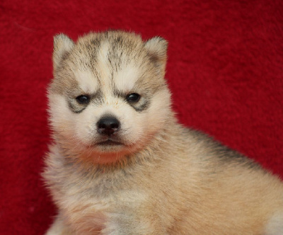De La Tendre Puissance - Siberian Husky - Portée née le 01/11/2023