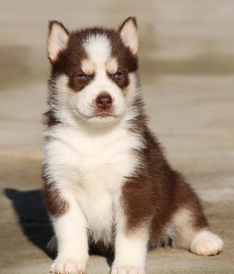 De La Tendre Puissance - Siberian Husky - Portée née le 29/10/2024