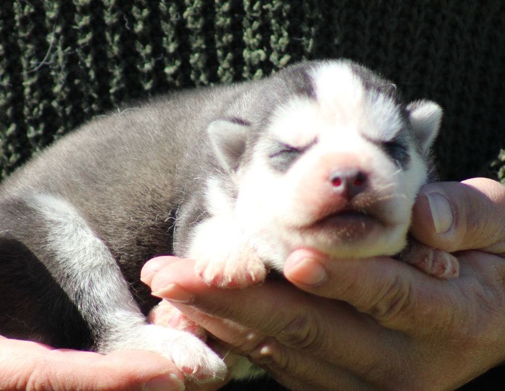 De La Tendre Puissance - Chiot disponible  - Siberian Husky