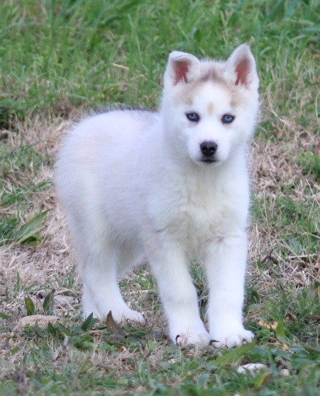 De La Tendre Puissance - Chiot disponible  - Siberian Husky