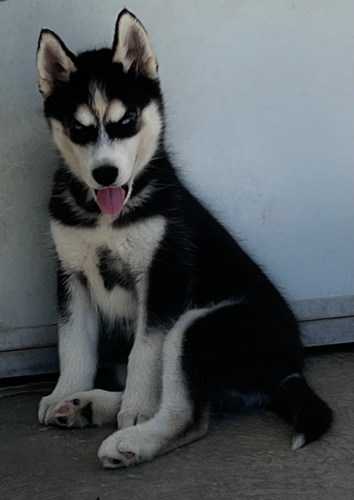 De La Tendre Puissance - Chiots disponibles - Siberian Husky