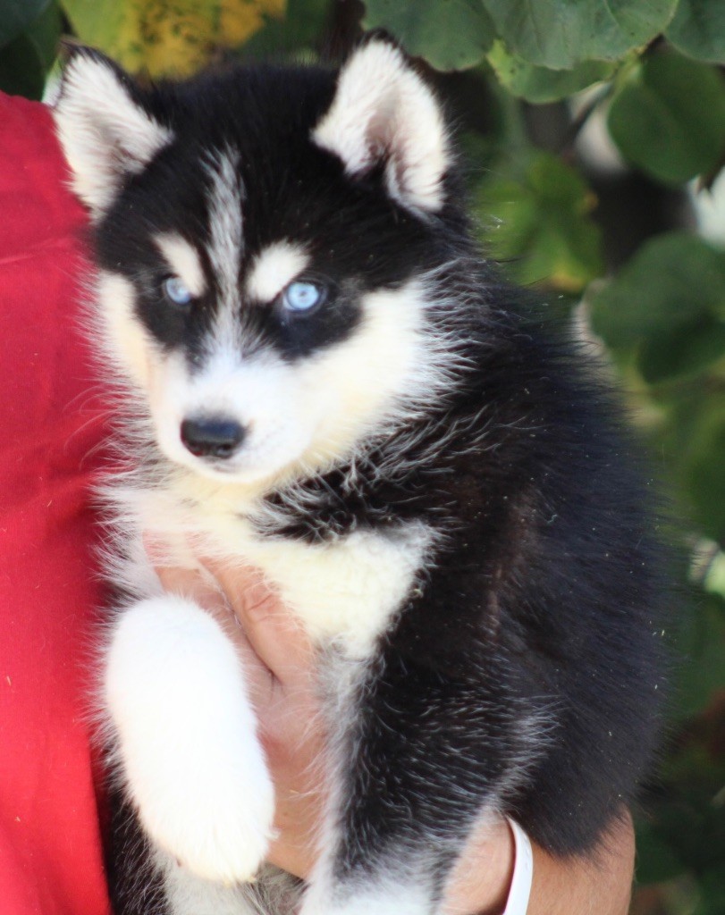 De La Tendre Puissance - Chiots disponibles - Siberian Husky