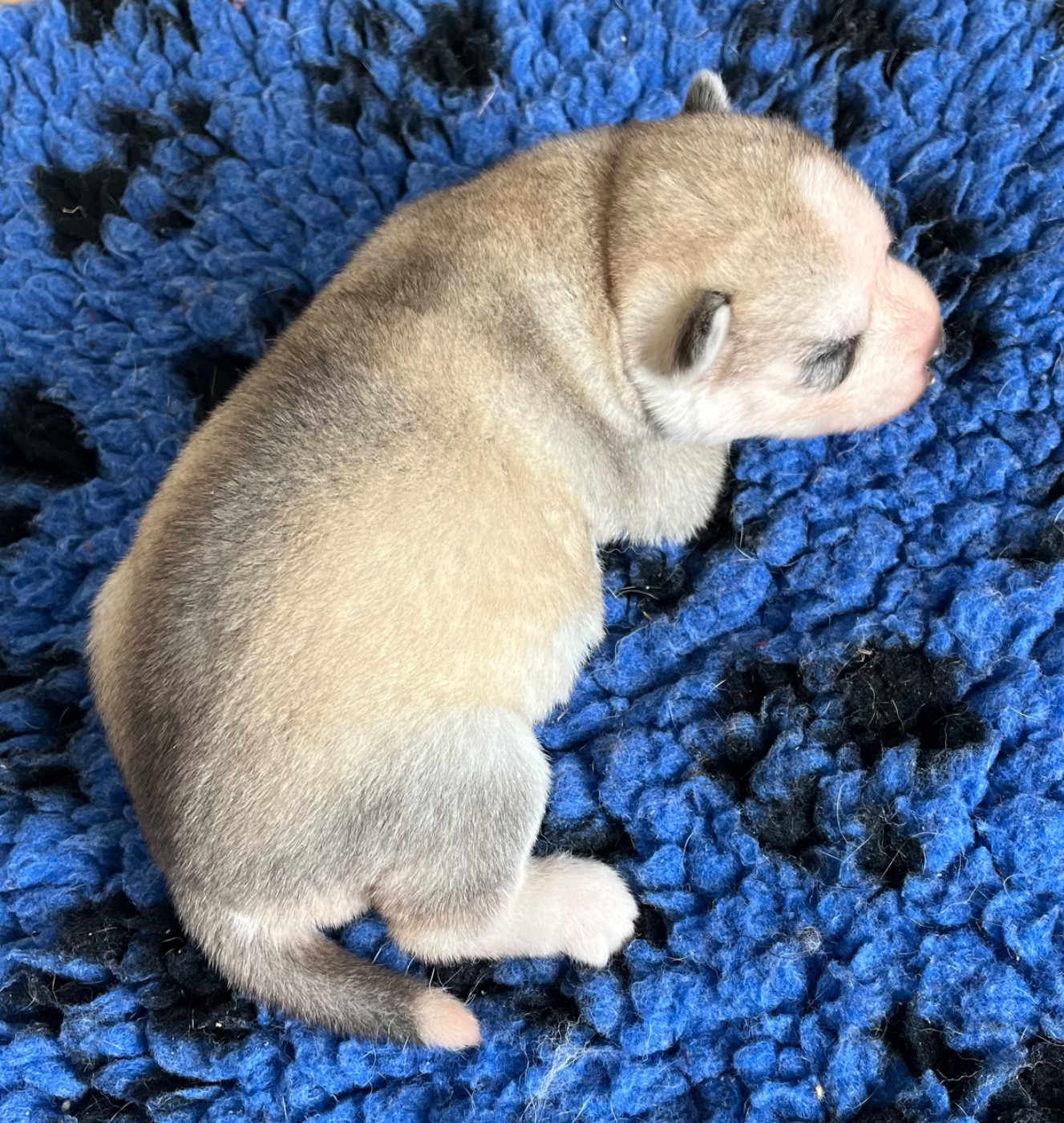 De La Tendre Puissance - Chiots disponibles - Siberian Husky