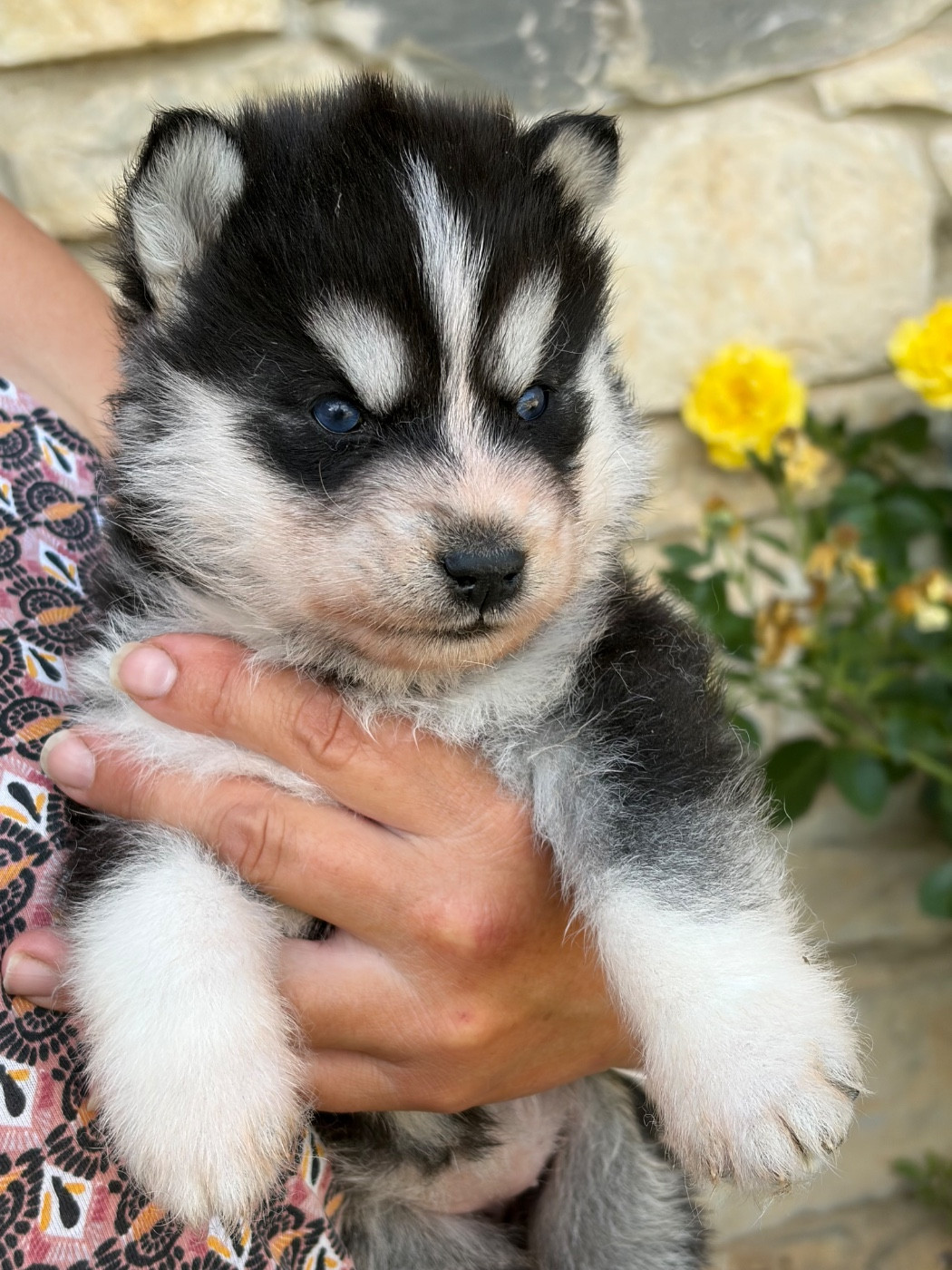 De La Tendre Puissance - Chiots disponibles - Siberian Husky