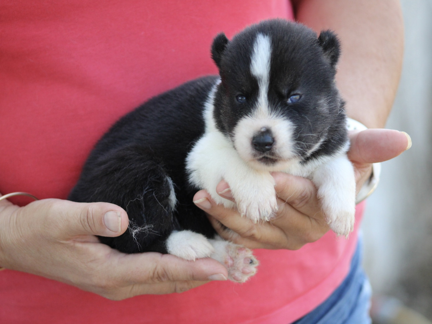 De La Tendre Puissance - Chiots disponibles - Siberian Husky
