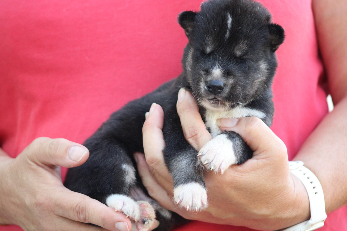 De La Tendre Puissance - Chiots disponibles - Siberian Husky