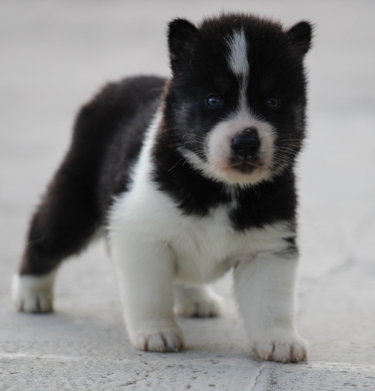 De La Tendre Puissance - Chiots disponibles - Siberian Husky