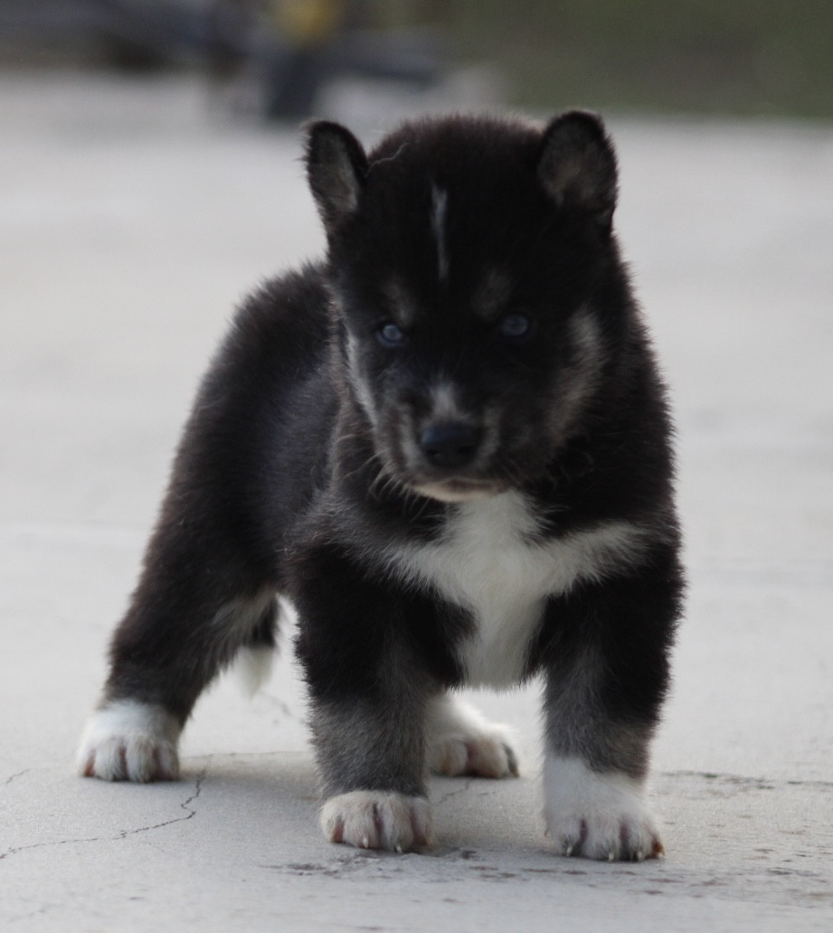 De La Tendre Puissance - Chiots disponibles - Siberian Husky