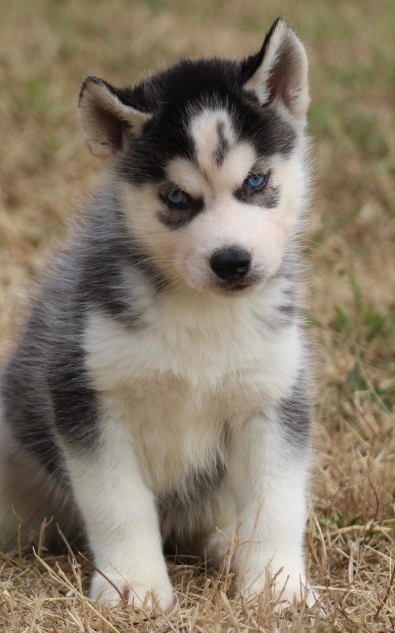 De La Tendre Puissance - Chiots disponibles - Siberian Husky