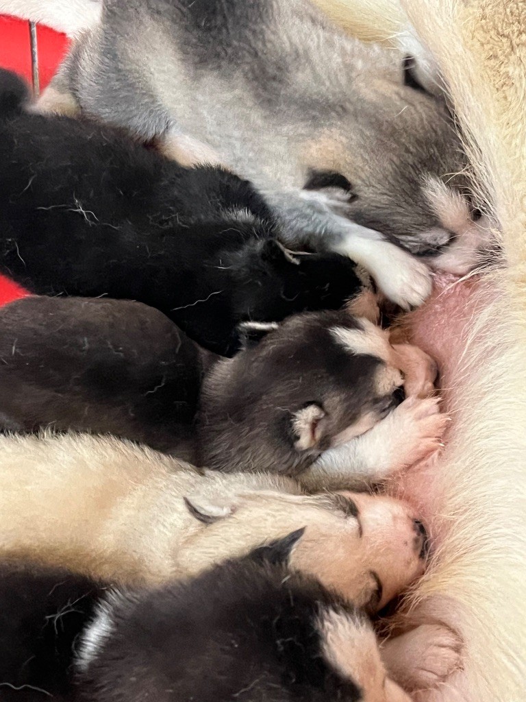 De La Tendre Puissance - Chiots disponibles - Siberian Husky