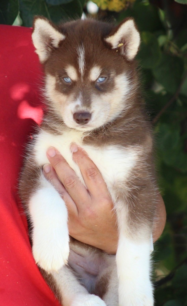 De La Tendre Puissance - Chiots disponibles - Siberian Husky
