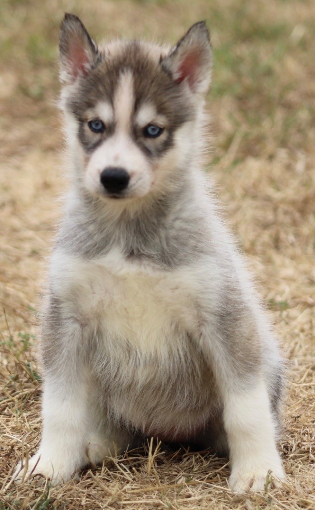 De La Tendre Puissance - Chiots disponibles - Siberian Husky