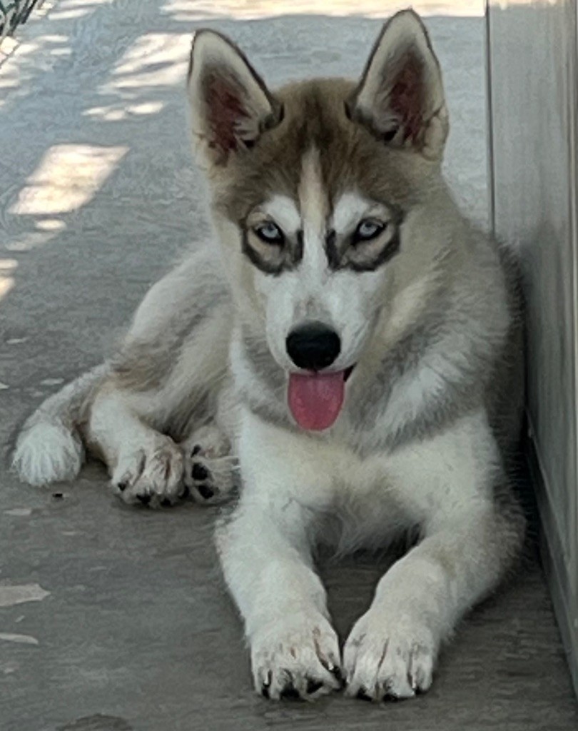 De La Tendre Puissance - Chiots disponibles - Siberian Husky