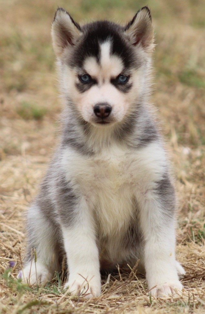 De La Tendre Puissance - Chiots disponibles - Siberian Husky