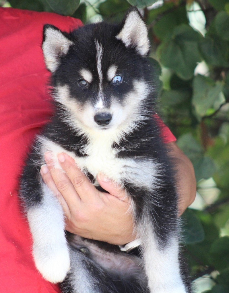 De La Tendre Puissance - Chiots disponibles - Siberian Husky