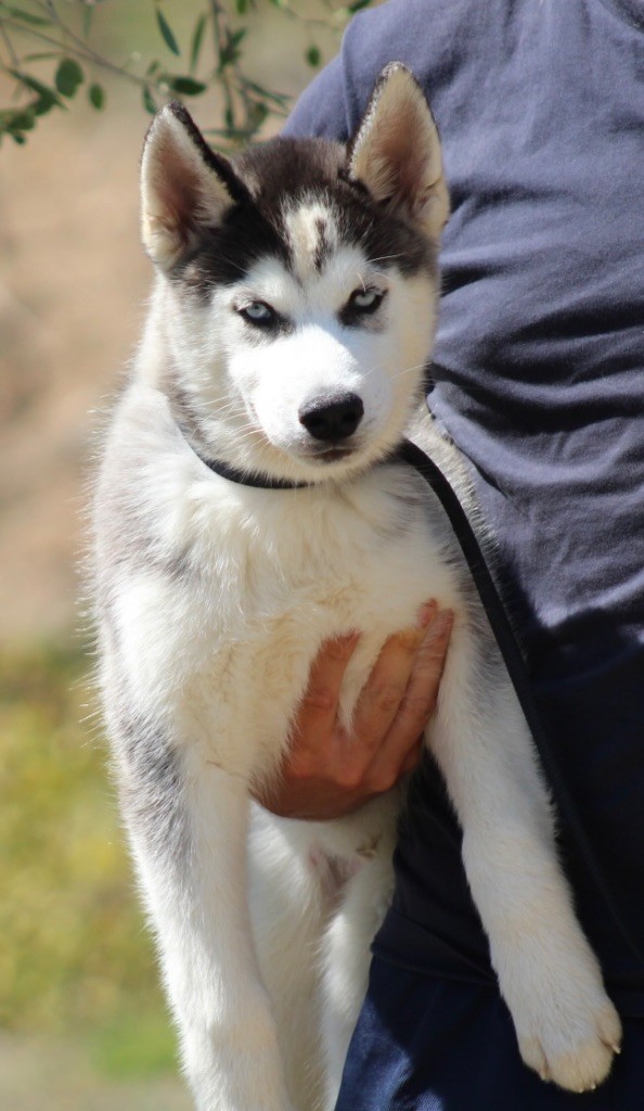 De La Tendre Puissance - Siberian Husky - Portée née le 19/05/2025