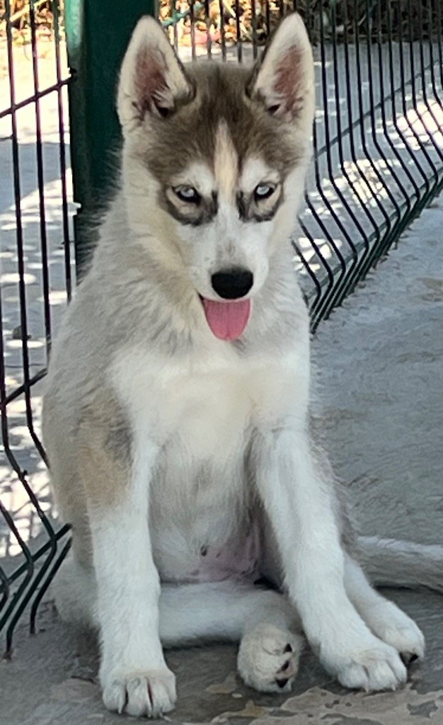 De La Tendre Puissance - Chiots disponibles - Siberian Husky