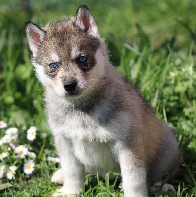 CHIOT