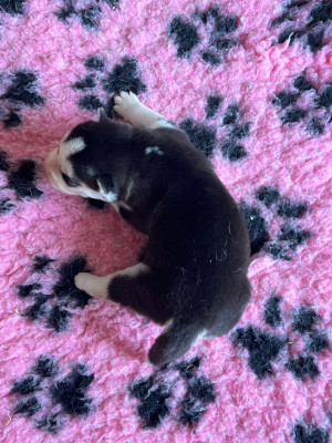Chiot N°2