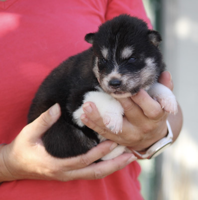 Chiot N°1
