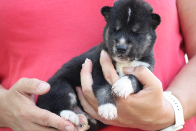 Chiot N°3