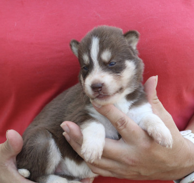 Chiot N°4