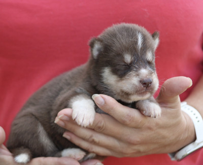 Chiot N°5