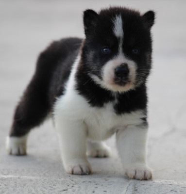 Chiot N°2
