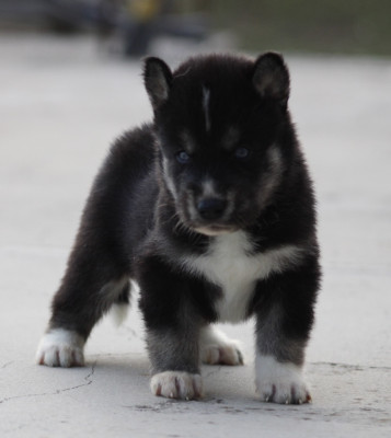 Chiot N°3