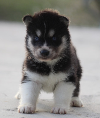 Chiot N°1
