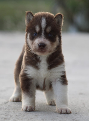 Chiot N°4