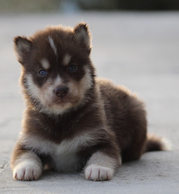 Chiot N°5