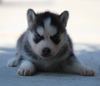CHIOT 5