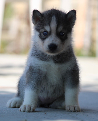 CHIOT 2
