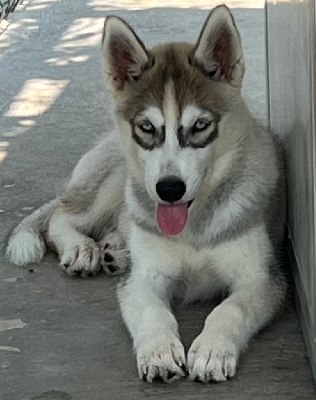 CHIOT 2