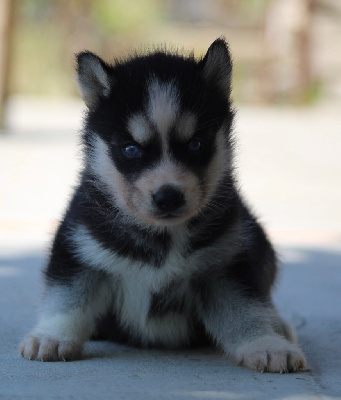 CHIOT 4