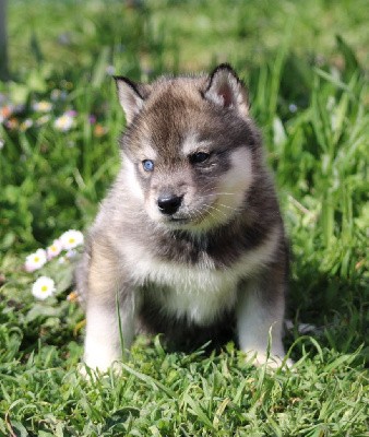CHIOT