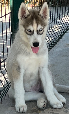 CHIOT 2