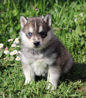 CHIOT