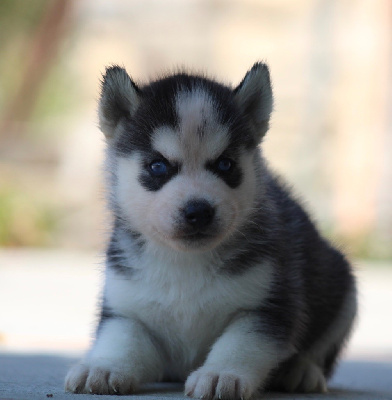 CHIOT 1