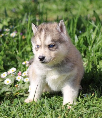 CHIOT