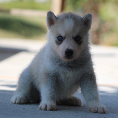 CHIOT 3