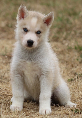 CHIOT 3