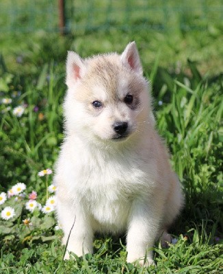 CHIOT