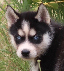 De La Tendre Puissance - Chiots disponibles - Siberian Husky